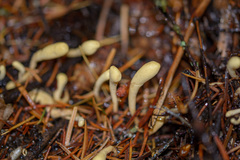 Clavariadelphus sachalinensis