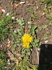 Taraxacum officinale