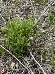 Lithospermum latifolium
