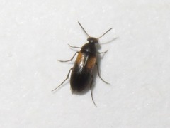 Anaspis fasciata
