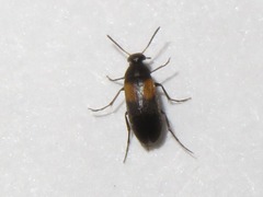 Anaspis fasciata
