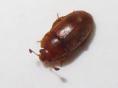 Epuraea aestiva
