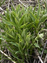 Lithospermum latifolium