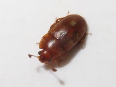 Epuraea aestiva