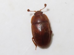 Epuraea aestiva