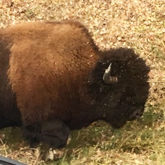Bison bison athabascae