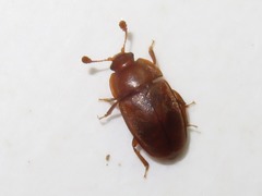 Epuraea aestiva