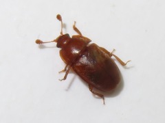 Epuraea aestiva