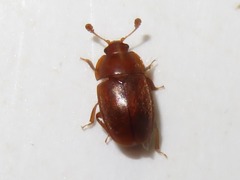 Epuraea aestiva
