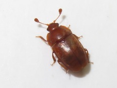 Epuraea aestiva