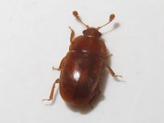 Epuraea aestiva