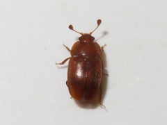 Epuraea aestiva