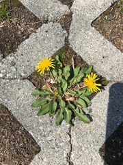 Taraxacum officinale