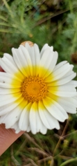 Glebionis coronaria