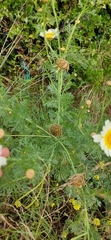 Glebionis coronaria