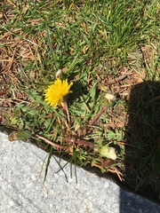 Taraxacum officinale