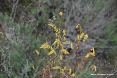 Reseda stricta