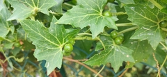 Bryonia cretica