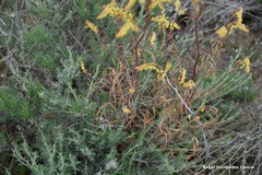 Reseda stricta
