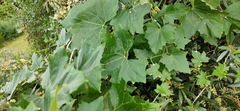 Bryonia cretica