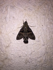 Macroglossum pyrrhosticta