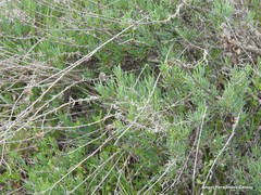 Gypsophila struthium