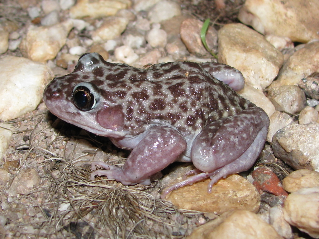 Woodworker Frog