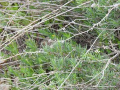 Gypsophila struthium