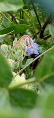 Borago officinalis