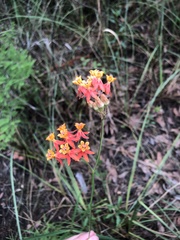 Asclepias lanceolata image