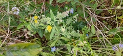 Borago officinalis