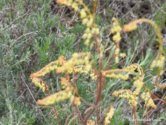 Reseda stricta