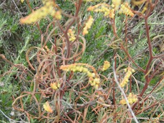 Reseda stricta