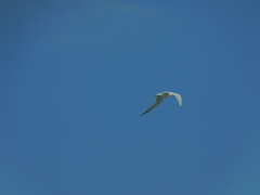 Gelochelidon nilotica