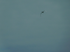 Gelochelidon nilotica