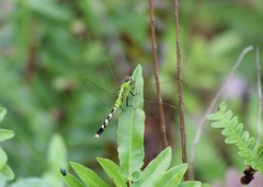 Erythemis simplicicollis image