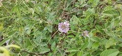 Bituminaria bituminosa