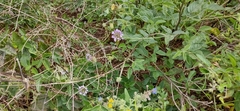 Bituminaria bituminosa