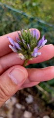 Bituminaria bituminosa