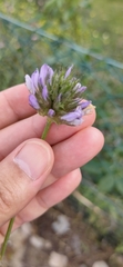Bituminaria bituminosa