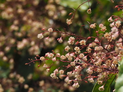 Sterculia monosperma