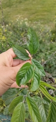 Bituminaria bituminosa