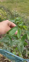 Bituminaria bituminosa