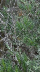Gypsophila struthium