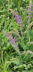 Salvia