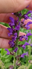 Salvia