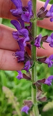 Salvia