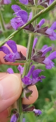Salvia