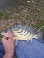 Morone mississippiensis