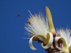 Pseudobombax ellipticum